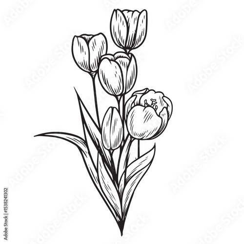 Tulip Flower Hand Drawn Vintage Illustration