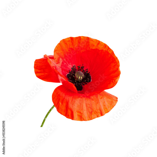 Red poppy flower isolated on white background