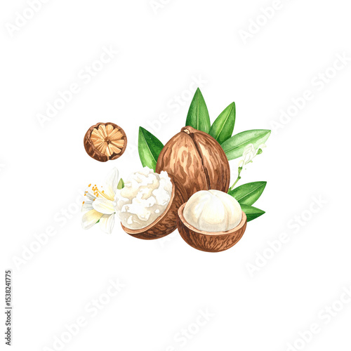 Fresh walnuts in shell and green leaves, naturally separated on white background