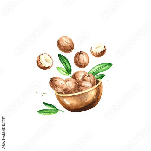 Fresh walnuts in shell and green leaves, naturally separated on white background