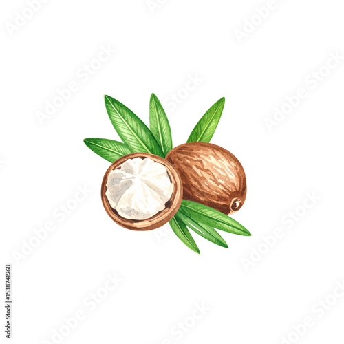 Fresh walnuts in shell and green leaves, naturally separated on white background