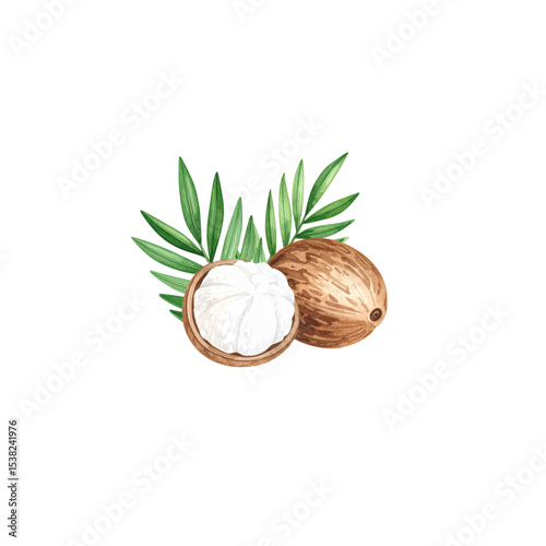 Fresh walnuts in shell and green leaves, naturally separated on white background