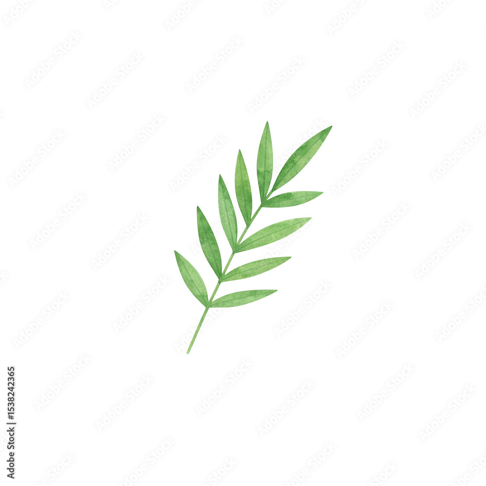 Fototapeta premium Natural green leaves on white background