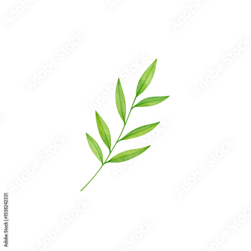 Natural green leaves on white background