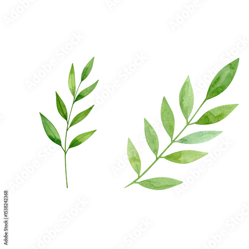Natural green leaves on white background