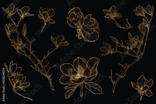 Vector line art of magnolia with a golden touch. Hand drawn high quality and detailed magnolia. Elegant spring flowers for print and online. Luxurious flowers for card, invitations, wallpapers