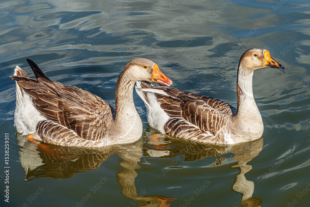 Fototapeta premium pair of wild geese swimming in the lake on a summer day