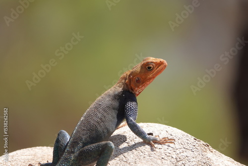 A captivating close-up portrait of a male Red-Headed Agama
