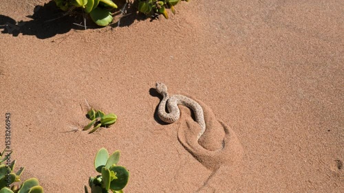 Peringuey adder buries itself in the sand, viper, Bitis preinguey, Peringuey desert adder, desert sidewinding adder, Namibia,  southern Angola, desert, sand, dry, Namib desert photo