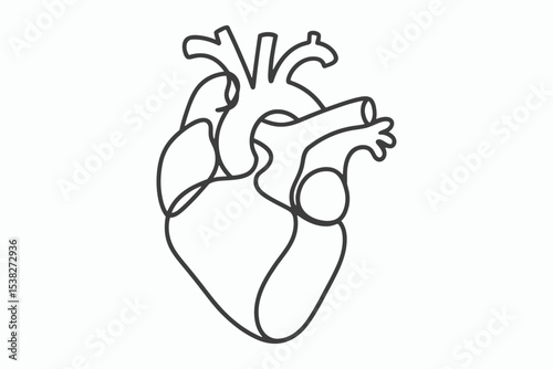 Simple line drawing of a human heart anatomy