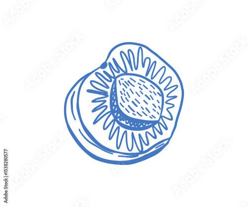Artistic hand-drawn peach fruit, fresh and juicy, detailed botanical illustration, delicate lines in blue, Mediterranean summer vibe, natural food sketch
