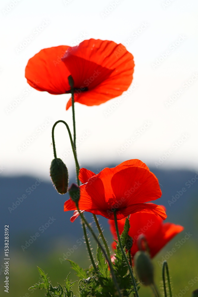 Obraz premium red poppy flower