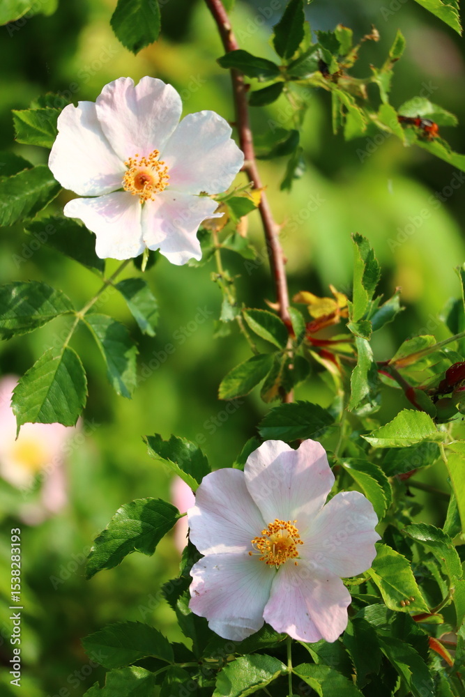 Fototapeta premium apple tree blossom
