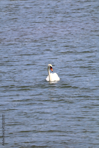 Fototapeta Naklejka Na Ścianę i Meble -  swan on the water