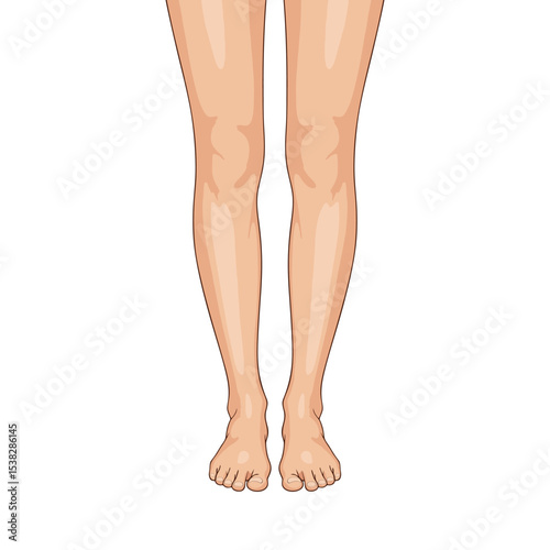 vector of a pair of human feet on a white background