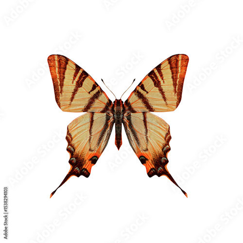 Orange and brown striped butterfly isolated on a white