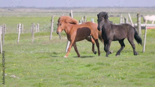 Beautiful Horses Swiftly Running in a Picturesque Landscape Setting. Iceland