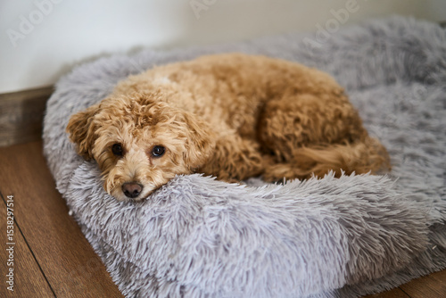 A delightful and adorable maltipoo dog is peacefully relaxing and enjoying its time on a soft pet bed at home