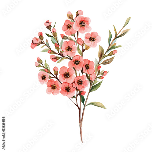 A Waxflower Bouquet, watercolor painting vector, isolated on a white background.