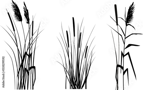 Cane silhouette on white background. Vector hand drawing sketch with reeds