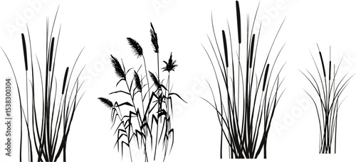 Cane silhouette on white background. Vector hand drawing sketch with reeds