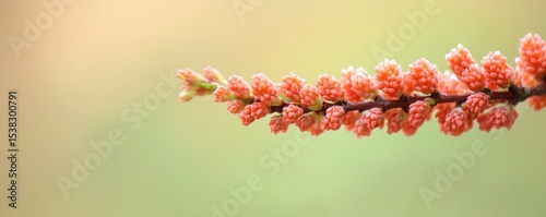 Captivating tamarisk flowers blooming in spring a gentle harbinger of warmer days ahead with shallow