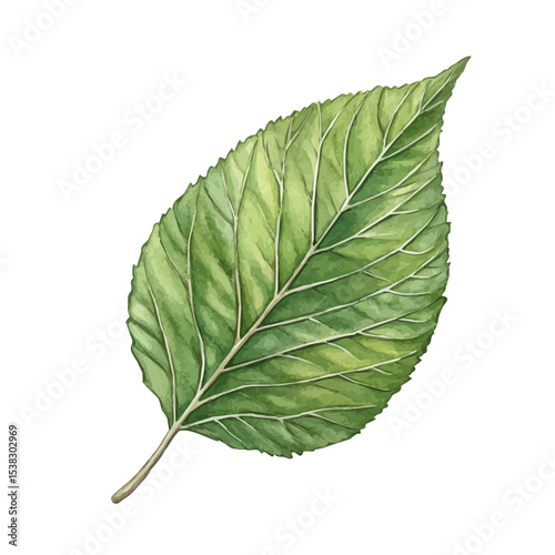A Viburnum Leaf, watercolor vector, isolated on a white background.