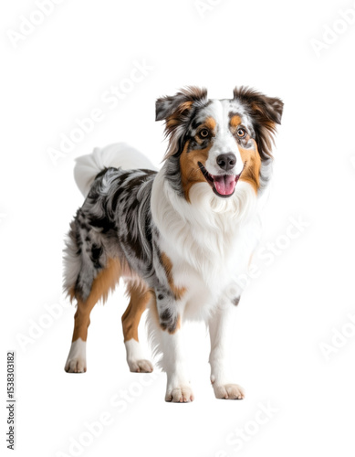 Captivating Canine Portrait: A magnificent Australian Shepherd stands proudly, its captivating gaze and expressive features highlighted in a detailed, high-quality photograph.