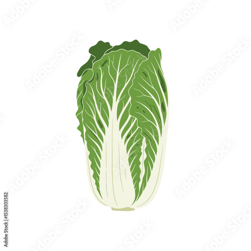 Fresh Napa Cabbage Illustration - Healthy Eating