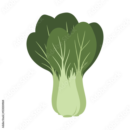 Bok Choy Illustration: Fresh, Healthy Green Vegetable