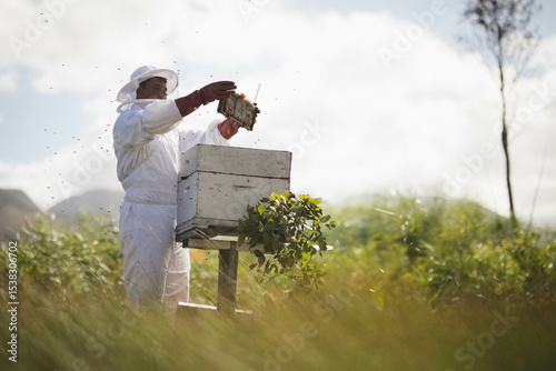 Beekeeper removing honeycomb frame beside wooden hive boxes in grassy field, with bees swarming photo