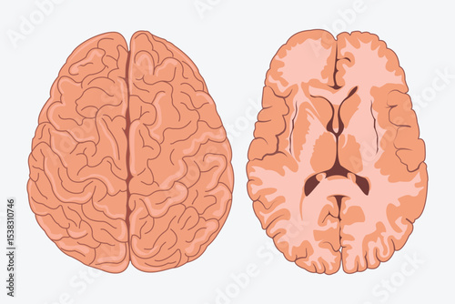 Human brain anatomy, top and bottom view illustration, educational medical diagram.