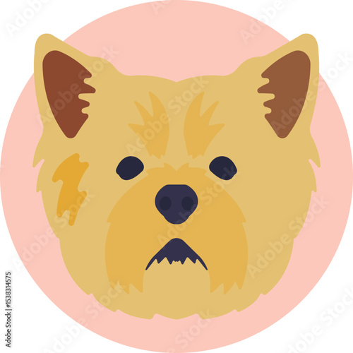 Yorkshire Terrier: a lively, affectionate small dog often featured with a glossy coat and perky ears.