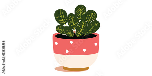 Cute potted plant, illustration of peperomia plant in pink and white pot.