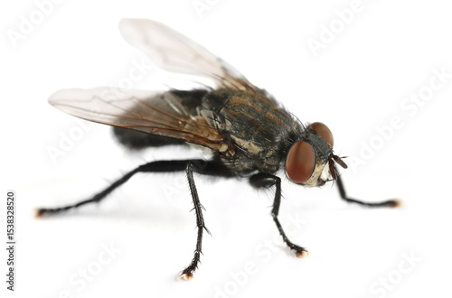 Macro large black house fly, bottle flies isolated on white background, side view	
