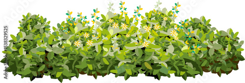 Ornamental green plant in the form of a hedge. Realistic garden shrub