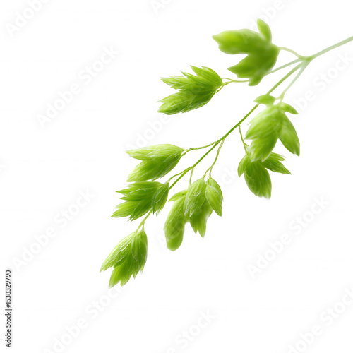 A delicate branch with vibrant green leaves, showcasing nature's beauty. Perfect for enhancing designs with a touch of freshness and life.