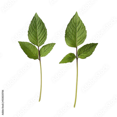 Two mint sprigs isolated on transparent background
