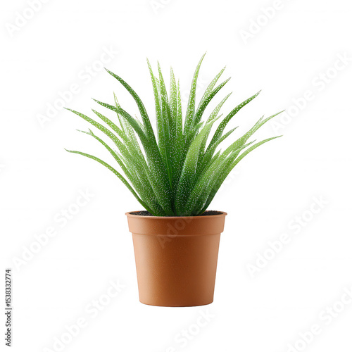 An attractive green plant in a terracotta pot, isolated on a white background, perfect for interior decoration and garden themes.