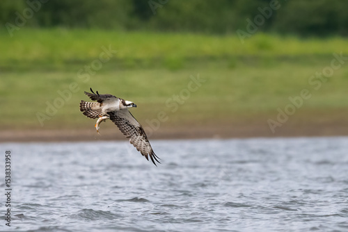 Osprey (Pandion haliaetus) catching a fish in a loch, Angus, Scotland. Beautiful british bird in action. 