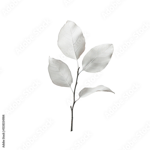 White leaf branch isolated on transparent background