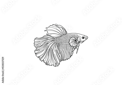Betta drawing. It is a black and white outline image of a betta fish, also known as a Siamese fighting fish, with flowing fins. Vector sketch line art draw.