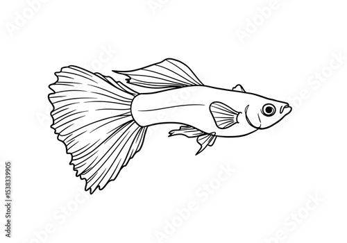 Guppy fish drawing. It is a black and white outline image of a guppy fish, a small, popular freshwater aquarium fish known for its flowing fins. Vector sketch line art draw.