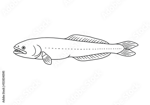 Lamprey drawing. It is a black and white outline image of a lamprey, an elongated, jawless fish known for its distinctive sucker-like mouth with teeth. Vector sketch line art draw.
