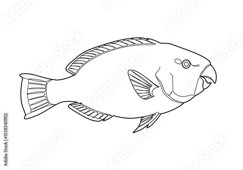 Parrot fish drawing. It is a black and white outline image of a parrotfish, a marine fish known for its distinctive beak-like mouth and vibrant colors. Vector sketch line art draw.