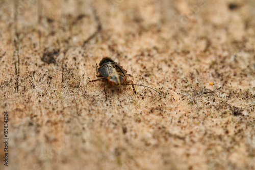 Platycorypha insect resting on stone