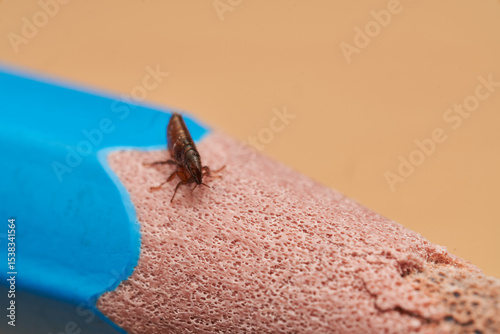 Macro photo of flea on pencil