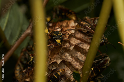 Wasp colony building nest in branches