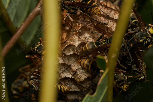 Close view wasps creating paper nest