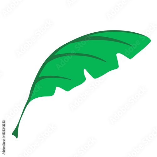 Banana Palm Leaf isolated transparent background. Vector illustration of beautiful Palm Leaf. Ideal for Summer Sale poster banner art card cover template design. EPS 10